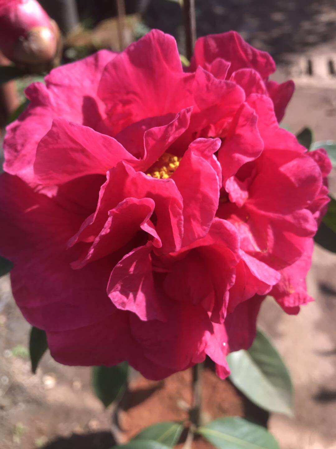 云茶云南茶花大理茶花狮子头(又名九心十八瓣)高档云南茶花巨型