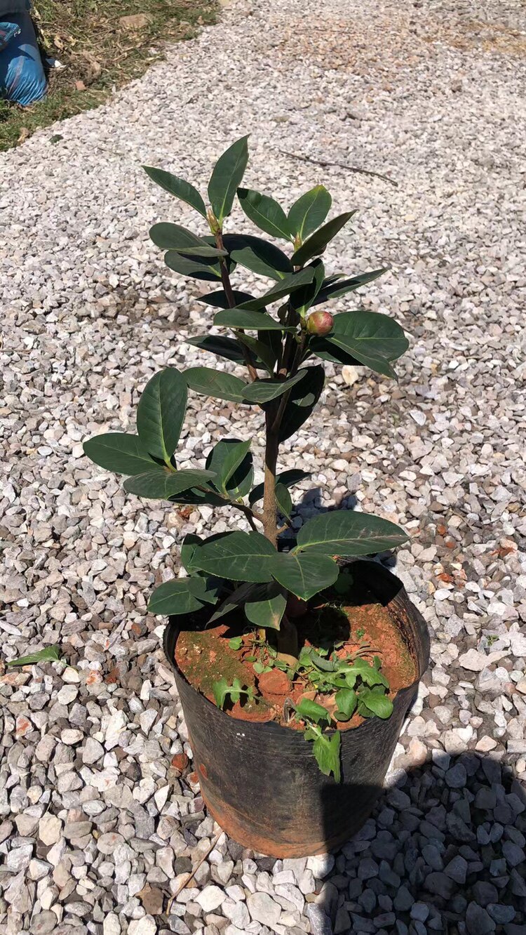 5-6年大理茶花云南茶花老品种云南茶花恨天高云茶大理茶花茶花