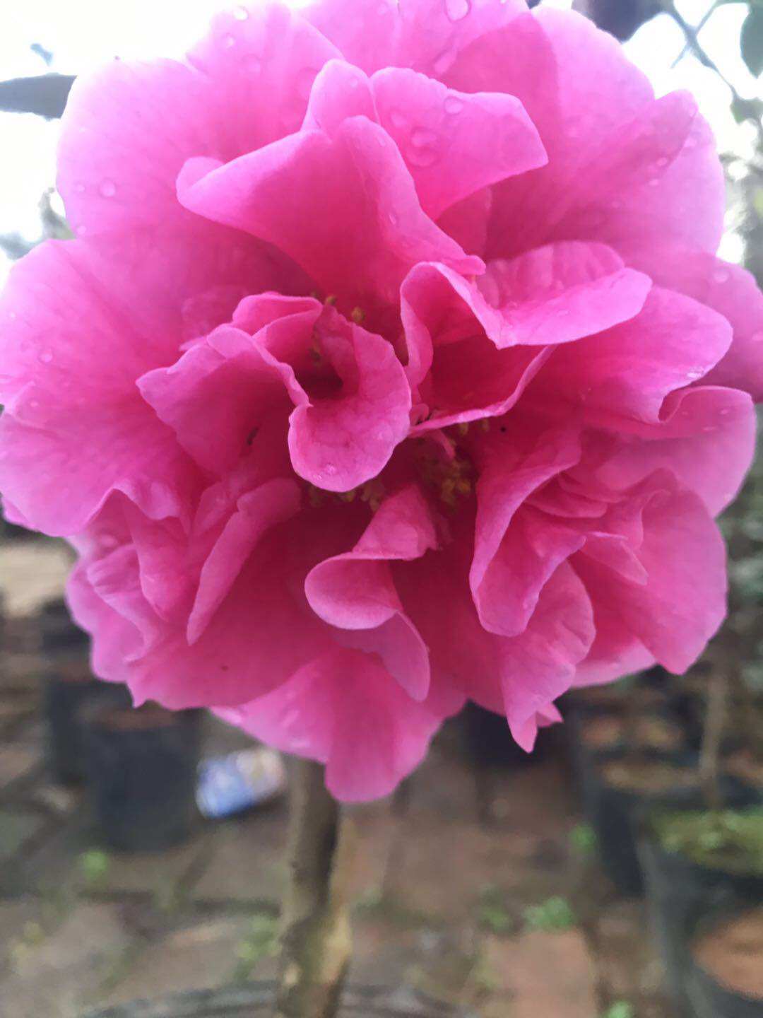 云南茶花云茶锦袍红茶花花卉大理茶花名贵大理茶花花巨型花朵20cm