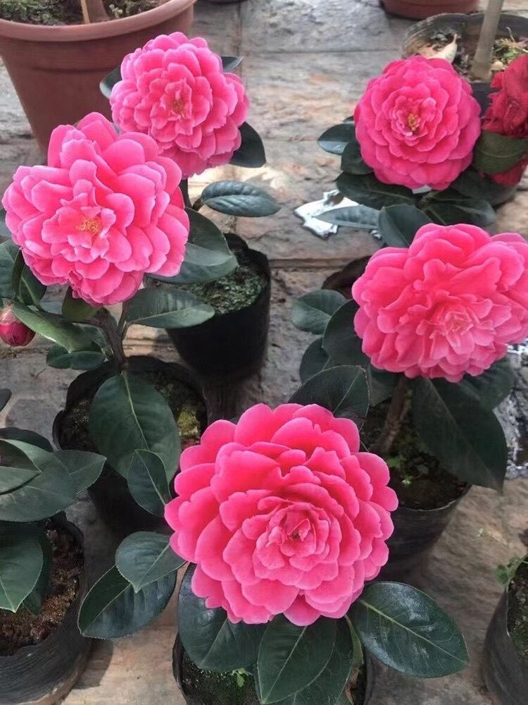 云南茶花大理茶花云茶大理茶花恨天高云茶大理茶花六角恨天高