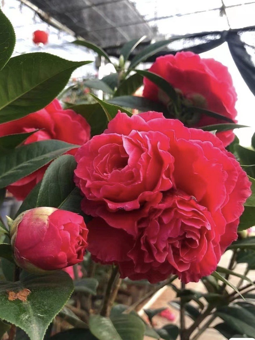 5年大理茶花云南茶花原生扦插桃红恨天高情人节带盆包邮含苞待放,鲜花速递/花卉仿真/绿植园艺,时令草本花卉,淘宝优惠券,粉丝福利购,淘宝优惠卷