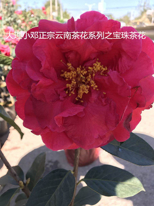 云南茶花云茶宝珠茶花大理茶花稀缺大理茶花