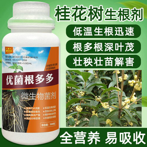 桂花树专用营养液壮苗剂