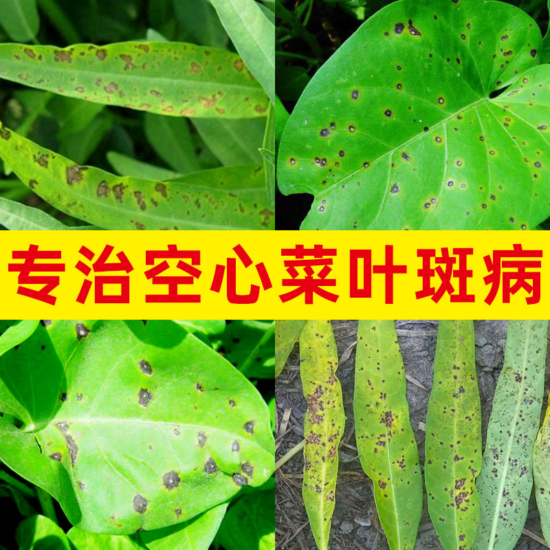 空心菜农药白锈病专用药芹菜白菜甘蓝叶斑霜霉病甲基硫菌灵杀菌剂