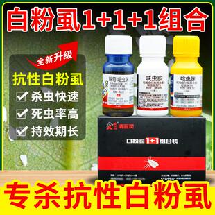 白粉虱专用杀虫药有效杀虫治疗果树蔬菜克制蚜虫腻虫白粉虱专用