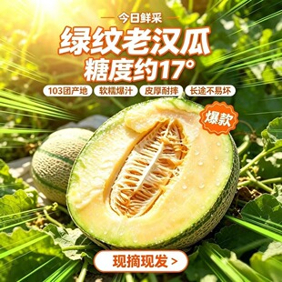 新疆水果冰雪皇后蜜瓜老汉瓜超甜软糯香甜冰淇淋密瓜产地直发