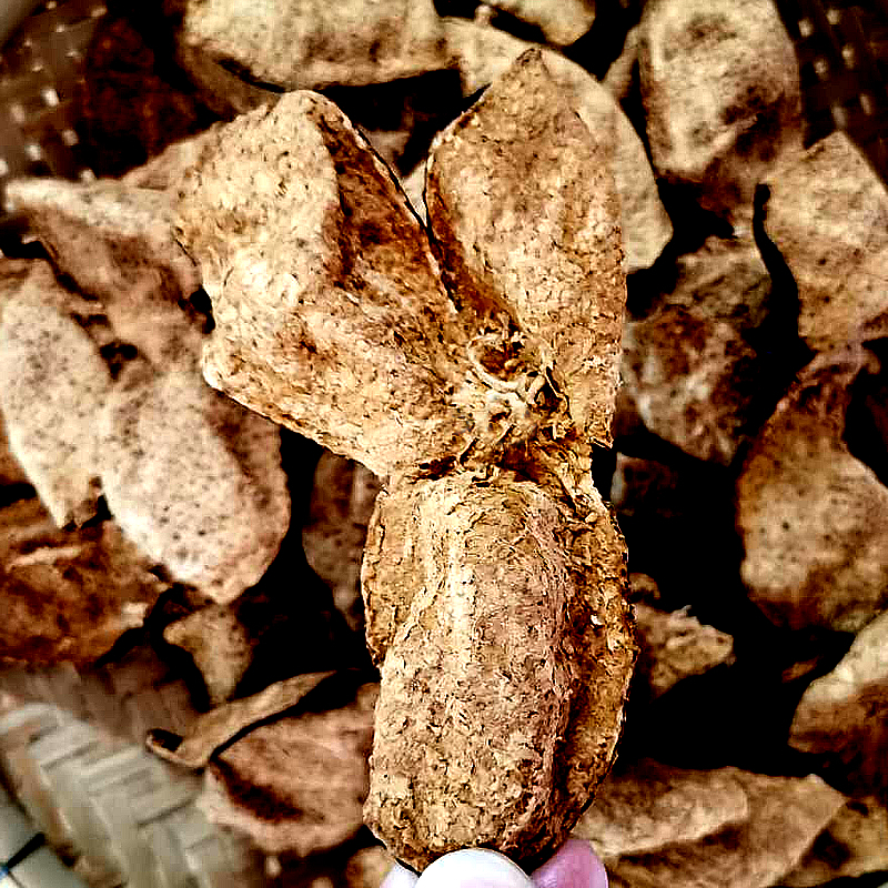 5-30年正宗新会生晒老陈皮