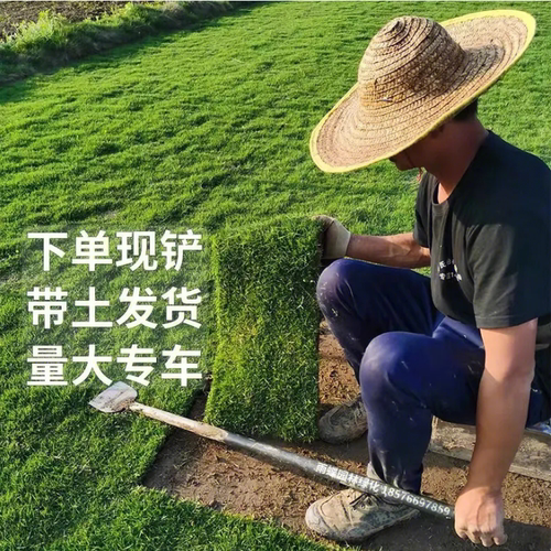 四季青草坪免修剪常绿园林绿化