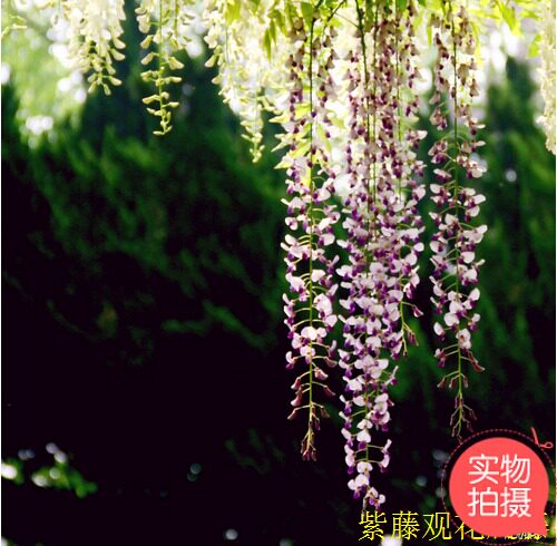 紫藤花园爬藤开花植物盆栽庭院楼顶观花盆景架子爬藤观赏花卉重庆