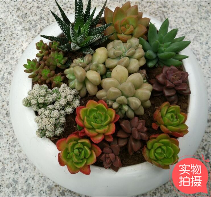 多肉组合盆栽办公室室内桌面植物观赏客厅盆景开业礼品重庆花卉