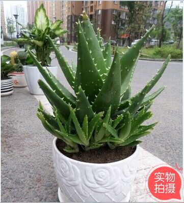 重庆水培/土培大芦荟多肉盆栽植物办公室室内防辐射盆景同城花卉