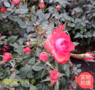 重庆花卉玫瑰月季花月月红桌面小植物办公室室内盆栽净化空气绿植