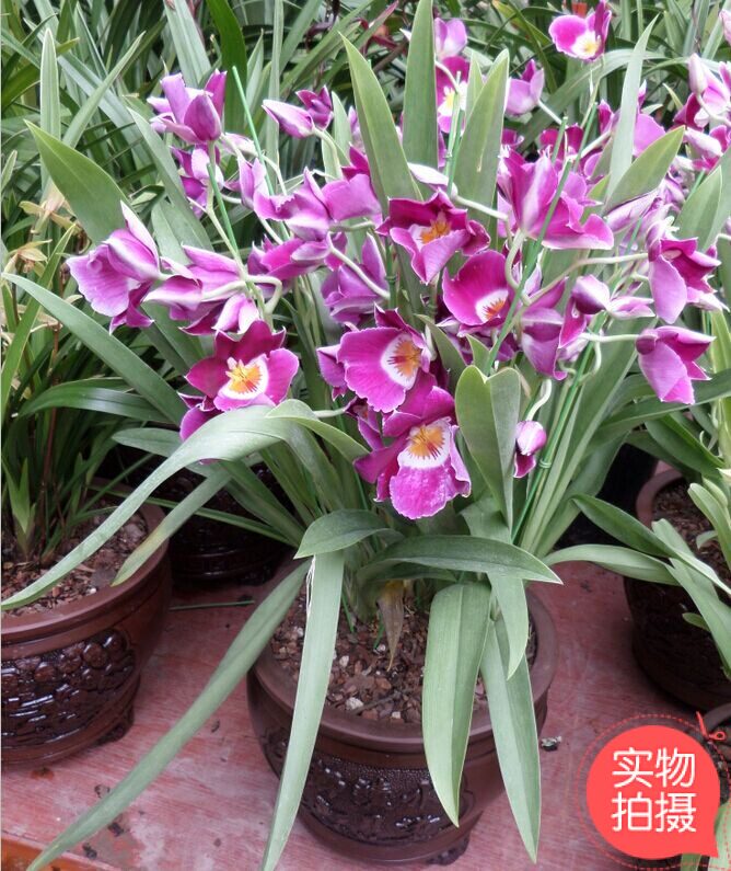 四季香兰桌面植物观花蝴蝶兰花高贵芳香净化空气办公室室内盆栽