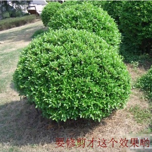 重庆同城花卉海桐植物盆景楼顶庭院园林盆栽净化空气花园绿植树木