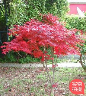 花园红杉树红枫树大植物庭院楼顶阳台盆栽盆景重庆盆景花卉美观