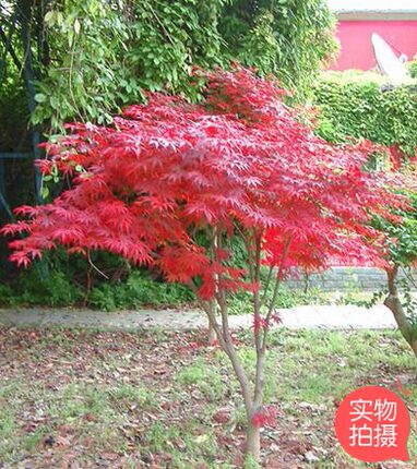 花园红杉树红枫树大植物庭院楼顶阳台盆栽盆景重庆盆景花卉美观