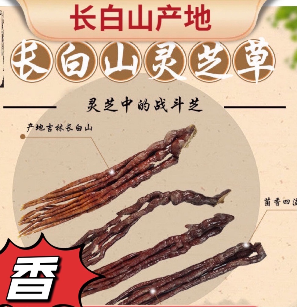 长白山鹿角灵芝草 野生泡酒泡水灵芝草东北特产整枝林芝 食药用菌