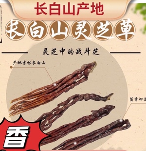 长白山鹿角灵芝草 野生泡酒泡水灵芝草东北特产整枝林芝 食药用菌