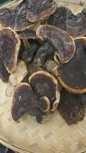 松针白肉灵芝 整只云南野生灵芝地道滋补中药材25年新品250克包邮