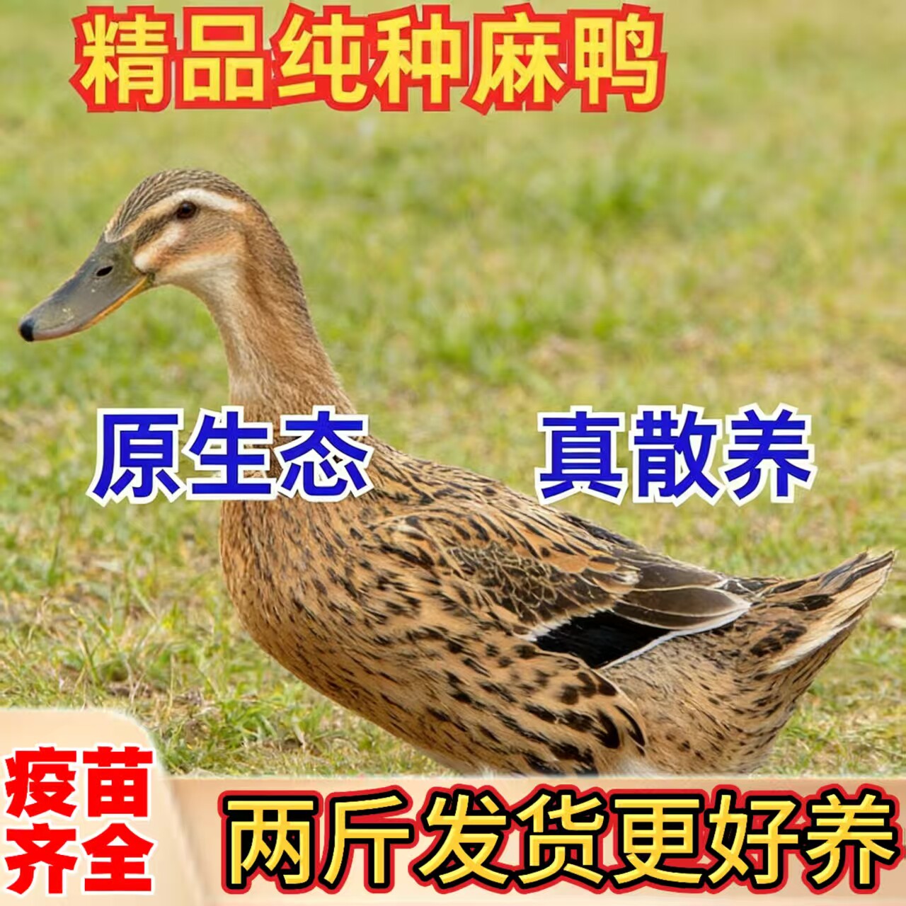 两斤麻鸭包邮土鸭活苗
