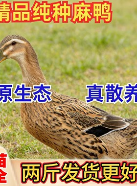 两斤麻鸭包邮土鸭活苗
