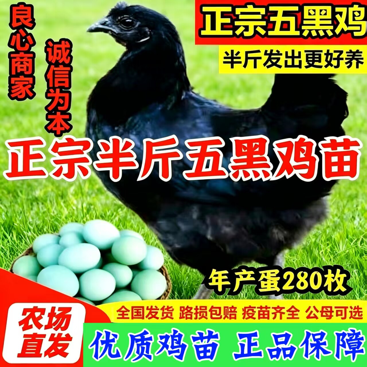 半斤五黑鸡小鸡苗活体五黑鸡脱温苗五黑鸡半斤幼苗绿壳蛋鸡土鸡苗