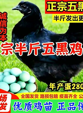 半斤五黑鸡小鸡苗活体五黑鸡脱温苗五黑鸡半斤幼苗绿壳蛋鸡土鸡苗