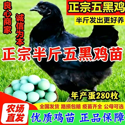 半斤纯种五黑鸡小鸡苗活体五黑鸡脱温苗五黑鸡半斤幼苗绿壳蛋鸡