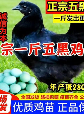 一斤正宗五黑鸡小鸡活苗乌骨鸡崽绿壳蛋鸡黑乌鸡半大土鸡脱温鸡苗
