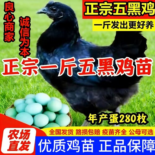 一斤正宗五黑鸡小鸡活苗乌骨鸡崽绿壳蛋鸡黑乌鸡半大土鸡脱温鸡苗
