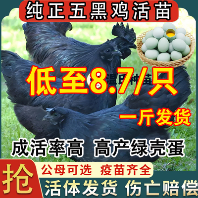 一斤纯种五黑鸡小鸡苗活体五黑鸡脱温苗五黑鸡半斤幼苗绿壳蛋鸡