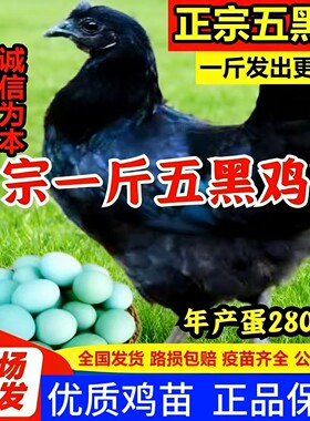 一斤正宗五黑鸡小鸡活苗乌骨鸡崽绿壳蛋鸡黑乌鸡半大土鸡脱温鸡苗