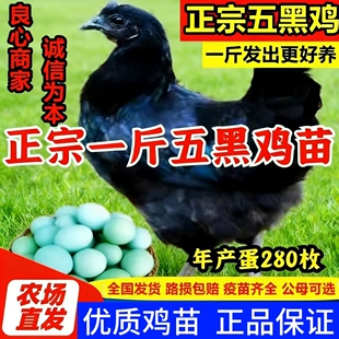 一斤正宗五黑鸡小鸡活苗乌骨鸡崽绿壳蛋鸡黑乌鸡半大土鸡脱温鸡苗