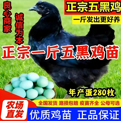 一斤正宗五黑鸡小鸡活苗乌骨鸡崽绿壳蛋鸡黑乌鸡半大土鸡脱温鸡苗