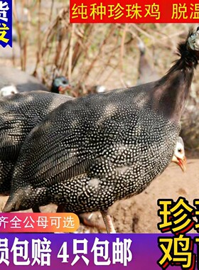小鸡活苗散养半大珍珠鸡活体珍珠鸡苗土鸡苗青年鸡观赏活鸡苗包活