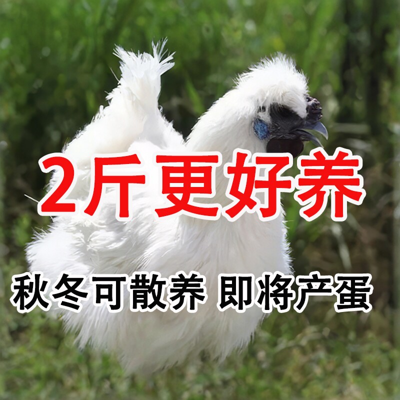 散养纯种2斤乌鸡活苗乌骨鸡活苗动物种苗
