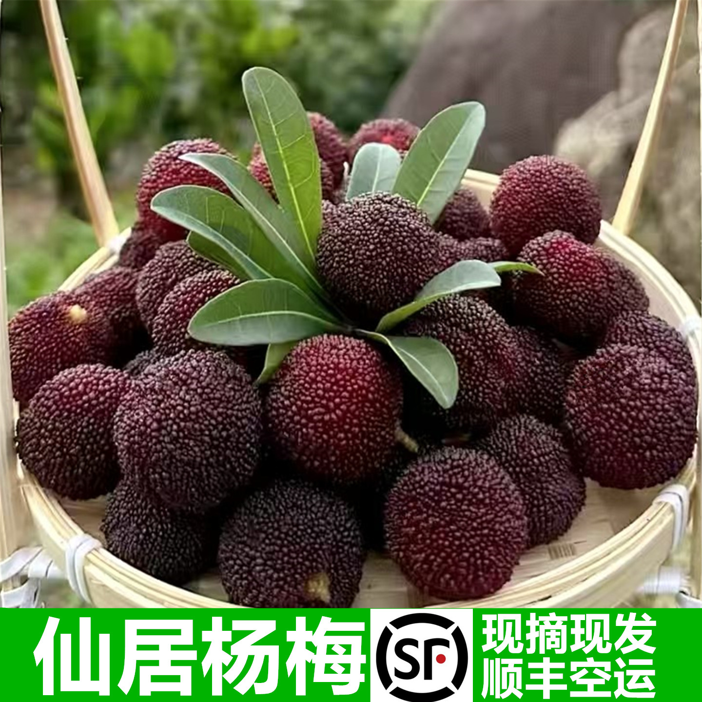 仙居东魁杨梅新鲜多汁当季孕妇水果现摘现发顺丰空运荸荠黑炭杨梅