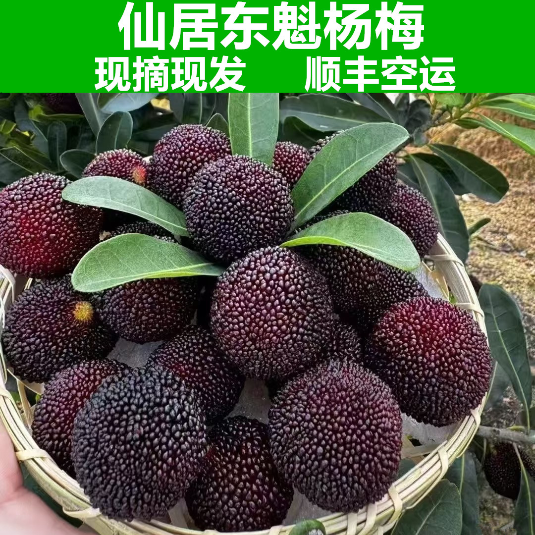 仙居杨梅当季新鲜多汁孕妇水果现摘现发顺丰空运真空包装东魁杨梅