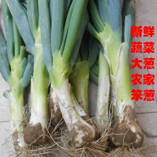 大葱新鲜鸡腿大葱农家笨葱农家自种自销蔬菜冬储大葱无污染无残留