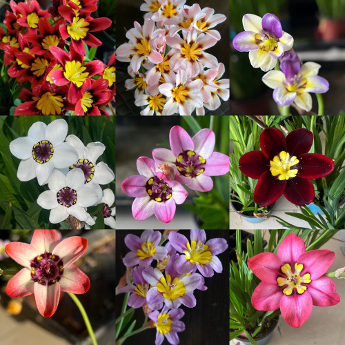 【魔杖花】三色魔杖白雅致橙雅致杂交混色秋植种子球根盆栽花卉