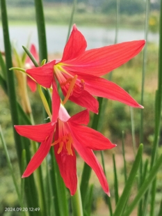 牛血百合孤挺花球根花卉阳台盆栽地栽绿植