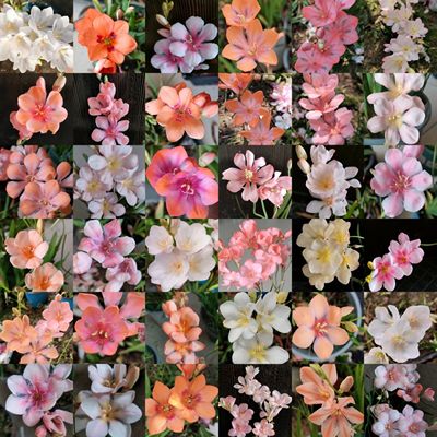 【鸢尾兰】杂交美丽雪崩浅粉橘粉秋植种球根盆栽阳台花卉绿植