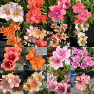 新品鸢尾兰【自育杂交系列三】草花种球阳台盆栽绿植