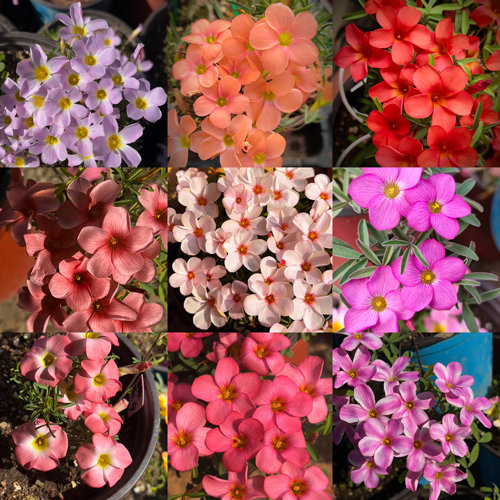 酢浆草【早花系列一】冰原狼樱花雪条纹樱花秋植球根花卉