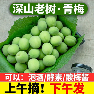 陆河青梅果新鲜高山青竹梅现摘野生泡酒酸梅子孕妇水果酵素包邮