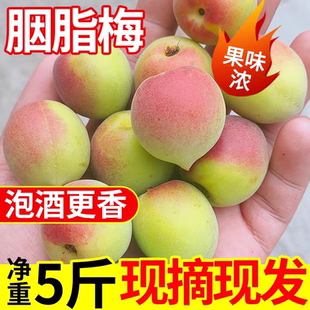 新鲜胭脂梅陆河高山青梅鲜果富硒胭脂红梅泡梅子酒青梅酒酸梅孕妇