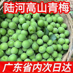 陆河青梅果新鲜高山青竹梅现摘野生泡酒酸梅子孕妇水果酵素包邮