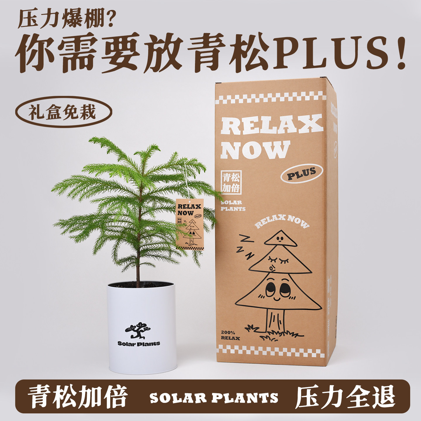 放青松绿植情绪稳定植物桌面盆栽