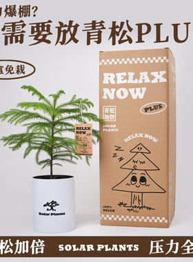 放青松绿植小盆栽PLUS超大工位情绪稳定放轻松办公室桌面生日礼物