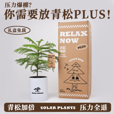 放青松绿植情绪稳定植物桌面盆栽